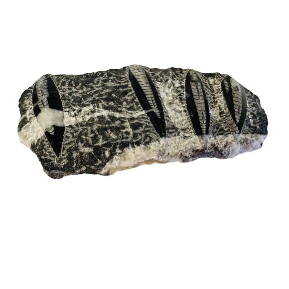 Orthoceras Fossil Specimen On Black Matrix 8 1/2" x 4" - Picture 7 of 10